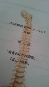 ヨガの解剖学背骨